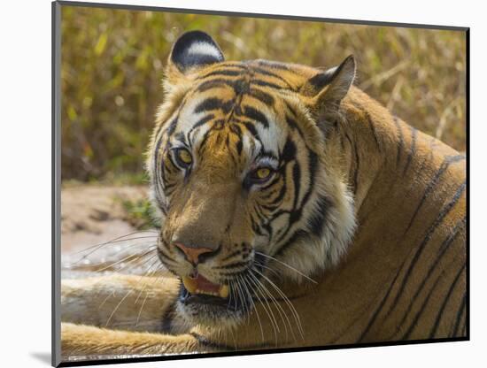 India. Male Bengal tiger enjoys the cool of a water hole at Bandhavgarh Tiger Reserve.-Ralph H^ Bendjebar-Mounted Photographic Print