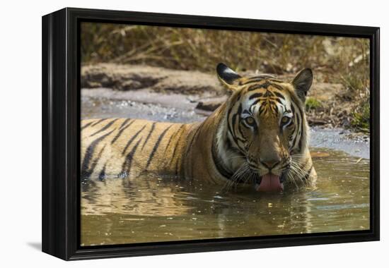 India. Male Bengal tiger enjoys the cool of a water hole at Bandhavgarh Tiger Reserve.-Ralph H. Bendjebar-Framed Premier Image Canvas