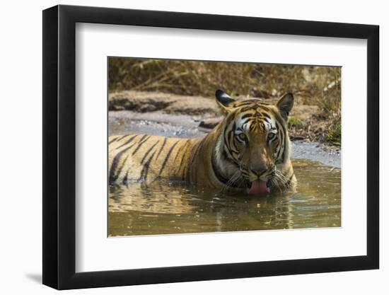 India. Male Bengal tiger enjoys the cool of a water hole at Bandhavgarh Tiger Reserve.-Ralph H. Bendjebar-Framed Photographic Print