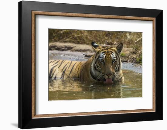 India. Male Bengal tiger enjoys the cool of a water hole at Bandhavgarh Tiger Reserve.-Ralph H. Bendjebar-Framed Photographic Print