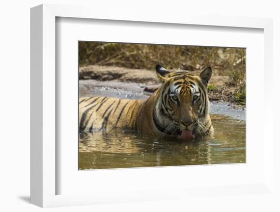 India. Male Bengal tiger enjoys the cool of a water hole at Bandhavgarh Tiger Reserve.-Ralph H. Bendjebar-Framed Photographic Print