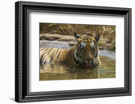 India. Male Bengal tiger enjoys the cool of a water hole at Bandhavgarh Tiger Reserve.-Ralph H. Bendjebar-Framed Photographic Print