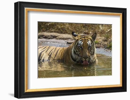 India. Male Bengal tiger enjoys the cool of a water hole at Bandhavgarh Tiger Reserve.-Ralph H. Bendjebar-Framed Photographic Print