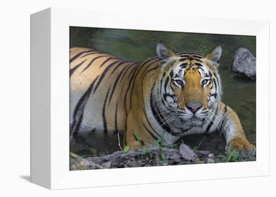 India. Male Bengal tiger enjoys the cool of a water hole at Kanha Tiger Reserve.-Ralph H. Bendjebar-Framed Premier Image Canvas