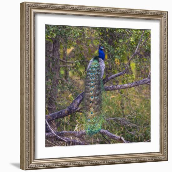 India. Peacock, Pavo cristatus, on display at Bandhavgarh Tiger Reserve.-Ralph H. Bendjebar-Framed Photographic Print