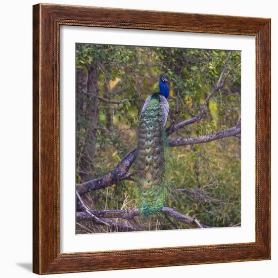 India. Peacock, Pavo cristatus, on display at Bandhavgarh Tiger Reserve.-Ralph H. Bendjebar-Framed Photographic Print