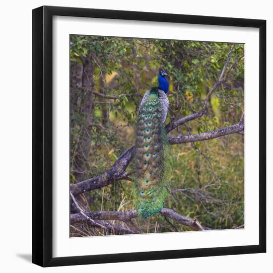 India. Peacock, Pavo cristatus, on display at Bandhavgarh Tiger Reserve.-Ralph H. Bendjebar-Framed Photographic Print