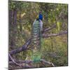 India. Peacock, Pavo cristatus, on display at Bandhavgarh Tiger Reserve.-Ralph H. Bendjebar-Mounted Photographic Print