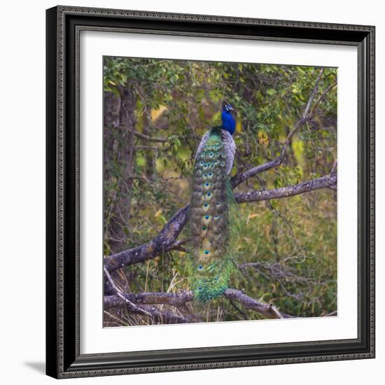 India. Peacock, Pavo cristatus, on display at Bandhavgarh Tiger Reserve.-Ralph H. Bendjebar-Framed Photographic Print