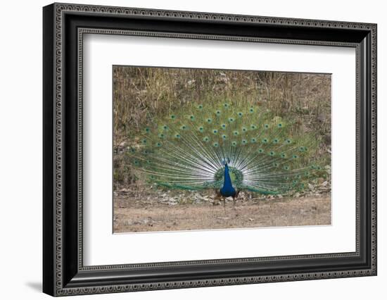 India. Peacock, Pavo cristatus, on display at Bandhavgarh Tiger Reserve.-Ralph H. Bendjebar-Framed Photographic Print