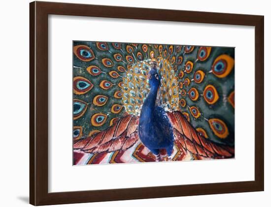 India: Peacock-null-Framed Giclee Print