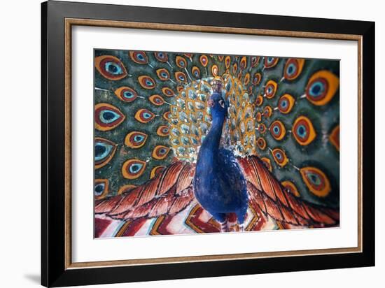 India: Peacock-null-Framed Giclee Print