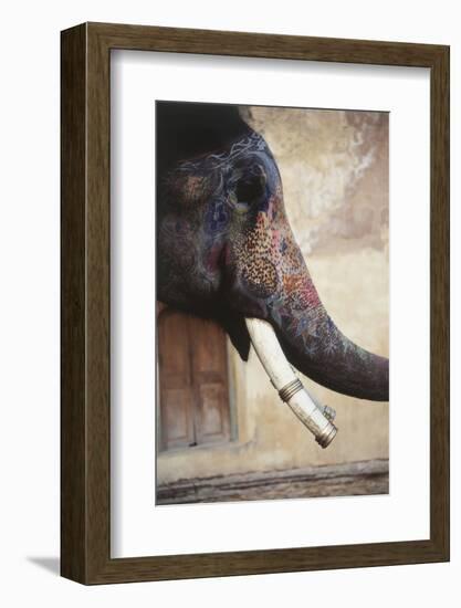 India, Rajasthan, Amber, Amer Fort, Painted Indian Elephant-Dave Bartruff-Framed Photographic Print