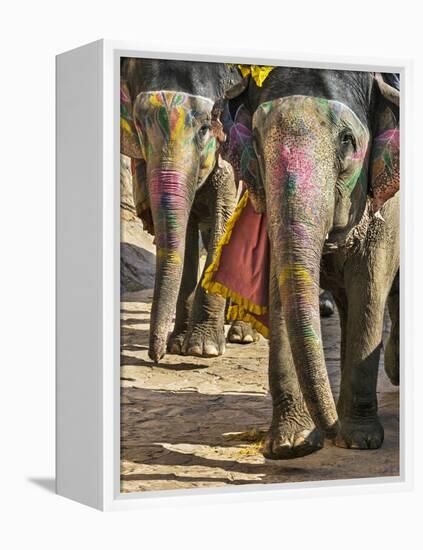 India, Rajasthan, Jaipur-Nigel Pavitt-Framed Premier Image Canvas