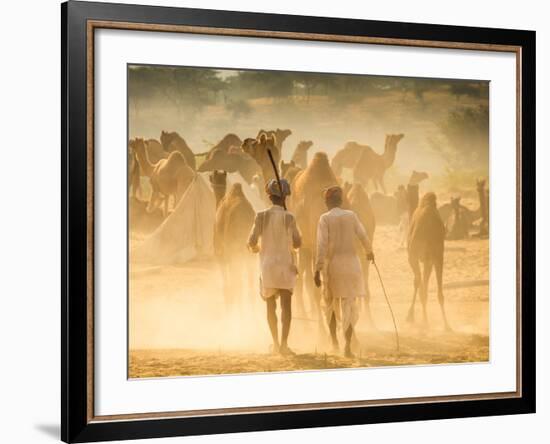 India, Rajasthan, Pushkar, Camel Herders Arriving at Pushkar Camel Fair-Jane Sweeney-Framed Photographic Print