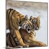 India, Rajasthan, Ranthambhore. a Female Bengal Tiger Is Greeted by One of Her One-Year-Old Cubs.-Nigel Pavitt-Mounted Photographic Print