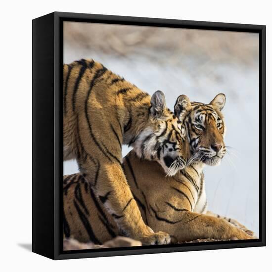 India, Rajasthan, Ranthambhore. a Female Bengal Tiger Is Greeted by One of Her One-Year-Old Cubs.-Nigel Pavitt-Framed Premier Image Canvas
