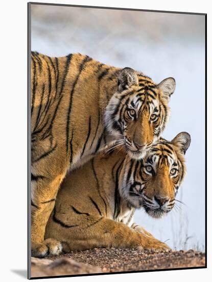 India Rajasthan, Ranthambhore. a Female Bengal Tiger with One of Her One-Year-Old Cubs.-Nigel Pavitt-Mounted Photographic Print