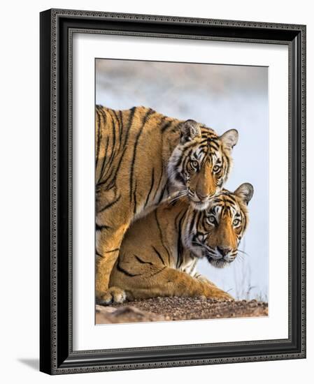 India Rajasthan, Ranthambhore. a Female Bengal Tiger with One of Her One-Year-Old Cubs.-Nigel Pavitt-Framed Photographic Print