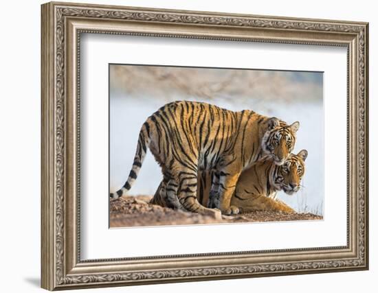 India, Rajasthan, Ranthambhore. a Female Bengal Tiger with One of Her One-Year-Old Cubs.-Nigel Pavitt-Framed Photographic Print