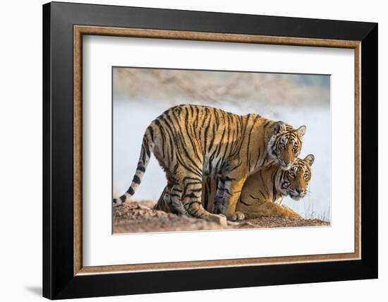 India, Rajasthan, Ranthambhore. a Female Bengal Tiger with One of Her One-Year-Old Cubs.-Nigel Pavitt-Framed Photographic Print