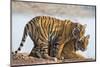 India, Rajasthan, Ranthambhore. a Female Bengal Tiger with One of Her One-Year-Old Cubs.-Nigel Pavitt-Mounted Photographic Print