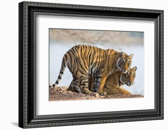 India, Rajasthan, Ranthambhore. a Female Bengal Tiger with One of Her One-Year-Old Cubs.-Nigel Pavitt-Framed Photographic Print