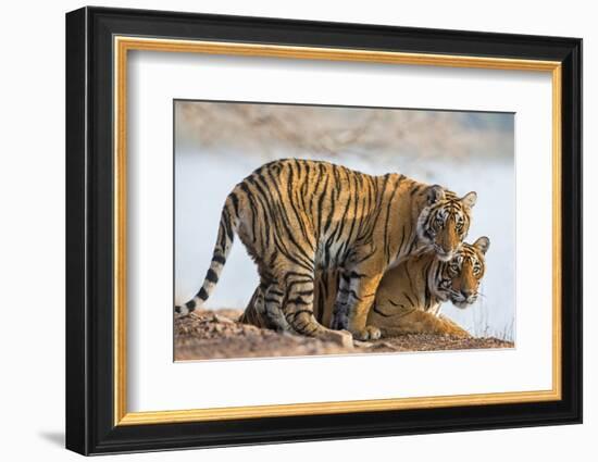 India, Rajasthan, Ranthambhore. a Female Bengal Tiger with One of Her One-Year-Old Cubs.-Nigel Pavitt-Framed Photographic Print