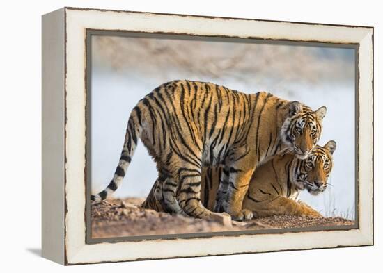 India, Rajasthan, Ranthambhore. a Female Bengal Tiger with One of Her One-Year-Old Cubs.-Nigel Pavitt-Framed Premier Image Canvas