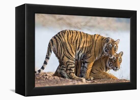 India, Rajasthan, Ranthambhore. a Female Bengal Tiger with One of Her One-Year-Old Cubs.-Nigel Pavitt-Framed Premier Image Canvas