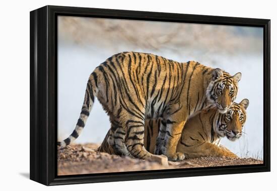 India, Rajasthan, Ranthambhore. a Female Bengal Tiger with One of Her One-Year-Old Cubs.-Nigel Pavitt-Framed Premier Image Canvas