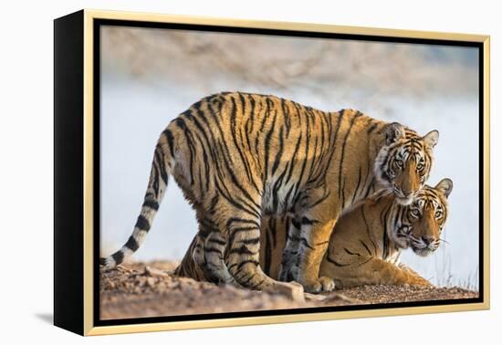 India, Rajasthan, Ranthambhore. a Female Bengal Tiger with One of Her One-Year-Old Cubs.-Nigel Pavitt-Framed Premier Image Canvas