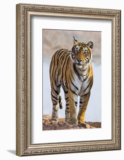 India, Rajasthan, Ranthambhore. a Female Bengal Tiger.-Nigel Pavitt-Framed Photographic Print