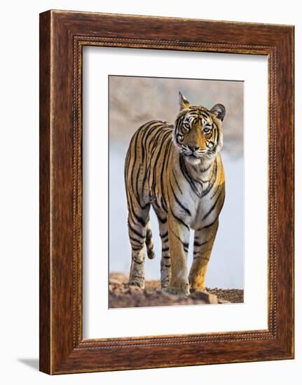 India, Rajasthan, Ranthambhore. a Female Bengal Tiger.-Nigel Pavitt-Framed Photographic Print