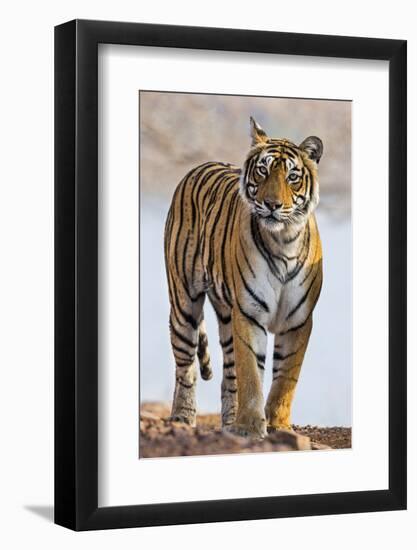 India, Rajasthan, Ranthambhore. a Female Bengal Tiger.-Nigel Pavitt-Framed Photographic Print