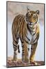 India, Rajasthan, Ranthambhore. a Female Bengal Tiger.-Nigel Pavitt-Mounted Photographic Print