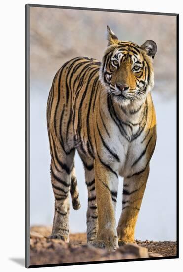 India, Rajasthan, Ranthambhore. a Female Bengal Tiger.-Nigel Pavitt-Mounted Photographic Print