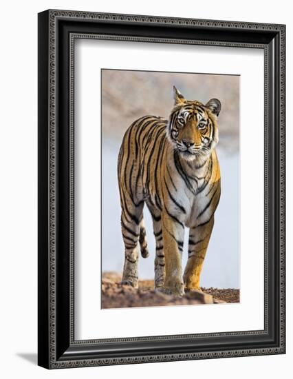 India, Rajasthan, Ranthambhore. a Female Bengal Tiger.-Nigel Pavitt-Framed Photographic Print