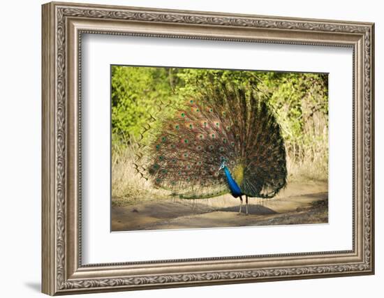 India, Rajasthan, Ranthambore. a Peacock Displaying.-Katie Garrod-Framed Photographic Print