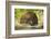 India, Rajasthan, Ranthambore. a Peacock Displaying.-Katie Garrod-Framed Photographic Print