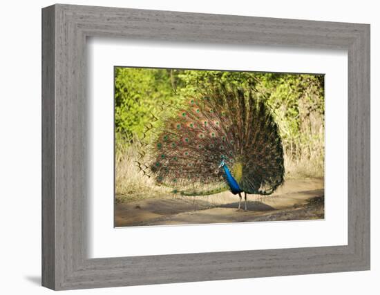 India, Rajasthan, Ranthambore. a Peacock Displaying.-Katie Garrod-Framed Photographic Print