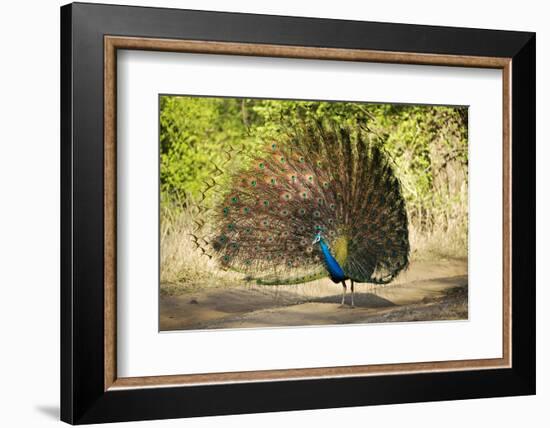 India, Rajasthan, Ranthambore. a Peacock Displaying.-Katie Garrod-Framed Photographic Print