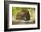 India, Rajasthan, Ranthambore. a Peacock Displaying.-Katie Garrod-Framed Photographic Print