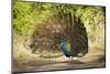 India, Rajasthan, Ranthambore. a Peacock Displaying.-Katie Garrod-Mounted Photographic Print