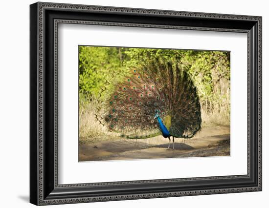 India, Rajasthan, Ranthambore. a Peacock Displaying.-Katie Garrod-Framed Photographic Print