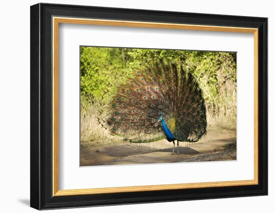 India, Rajasthan, Ranthambore. a Peacock Displaying.-Katie Garrod-Framed Photographic Print