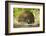 India, Rajasthan, Ranthambore. a Peacock Displaying.-Katie Garrod-Framed Photographic Print