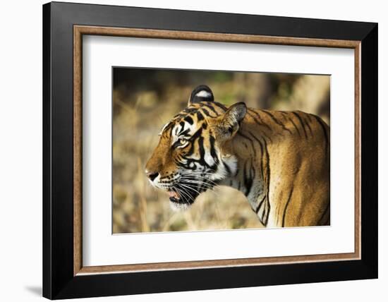 India, Rajasthan, Ranthambore. Profile of a Tigress.-Katie Garrod-Framed Photographic Print