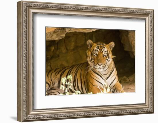 India, Rajasthan, Ranthambore. Royal Bengal Tiger known as Ustad (T24) Resting in a Cool Cave.-Katie Garrod-Framed Photographic Print