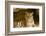 India, Rajasthan, Ranthambore. Royal Bengal Tiger known as Ustad (T24) Resting in a Cool Cave.-Katie Garrod-Framed Photographic Print